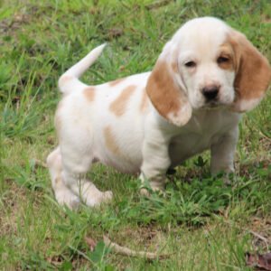 bailey