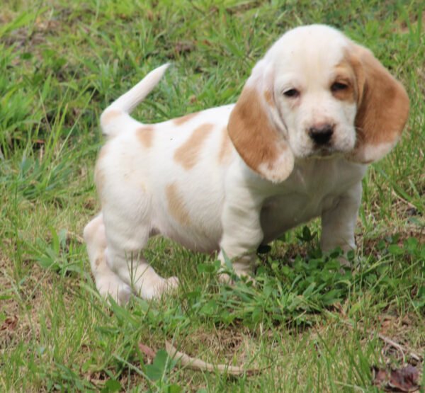 bailey