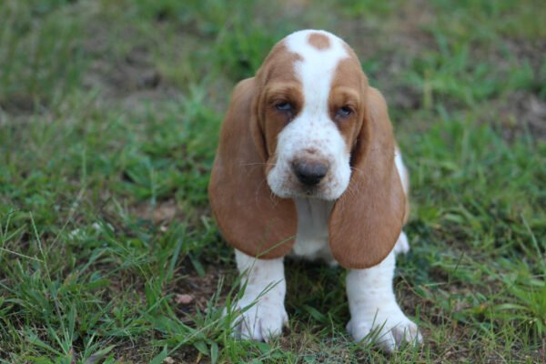 chloe