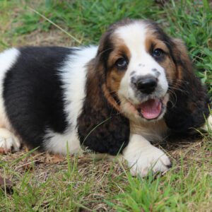 cooper