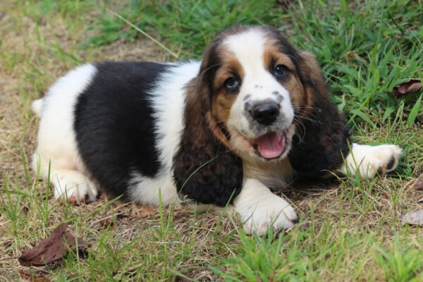 cooper